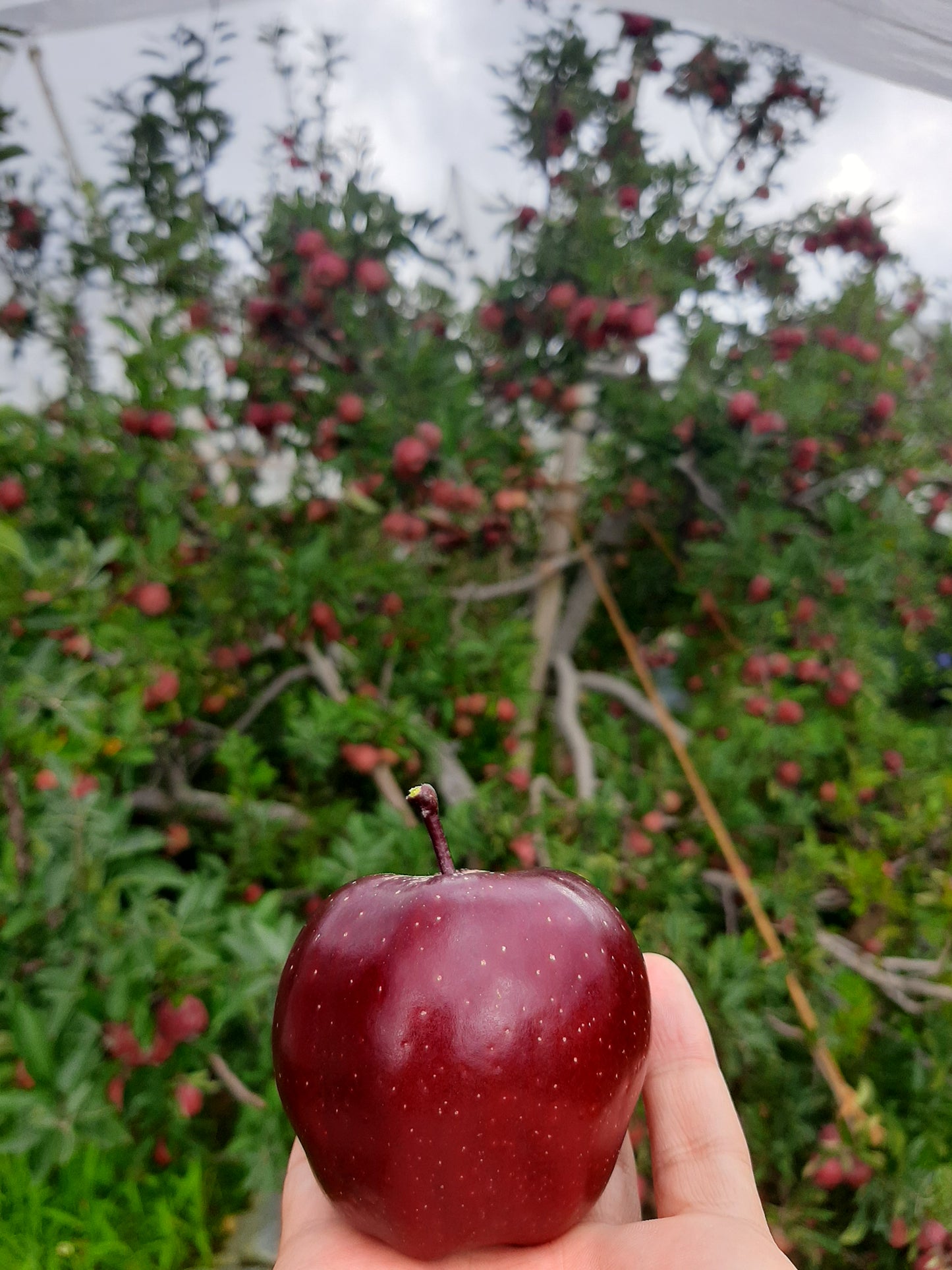 🍎 Royal Delicious Apples – Straight from Himachal’s Heart