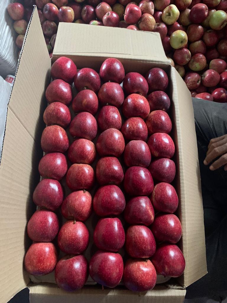 🍎 Royal Delicious Apples – Straight from Himachal’s Heart