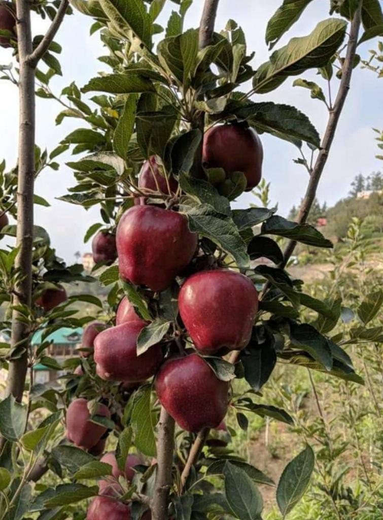 🍎 Royal Delicious Apples – Straight from Himachal’s Heart