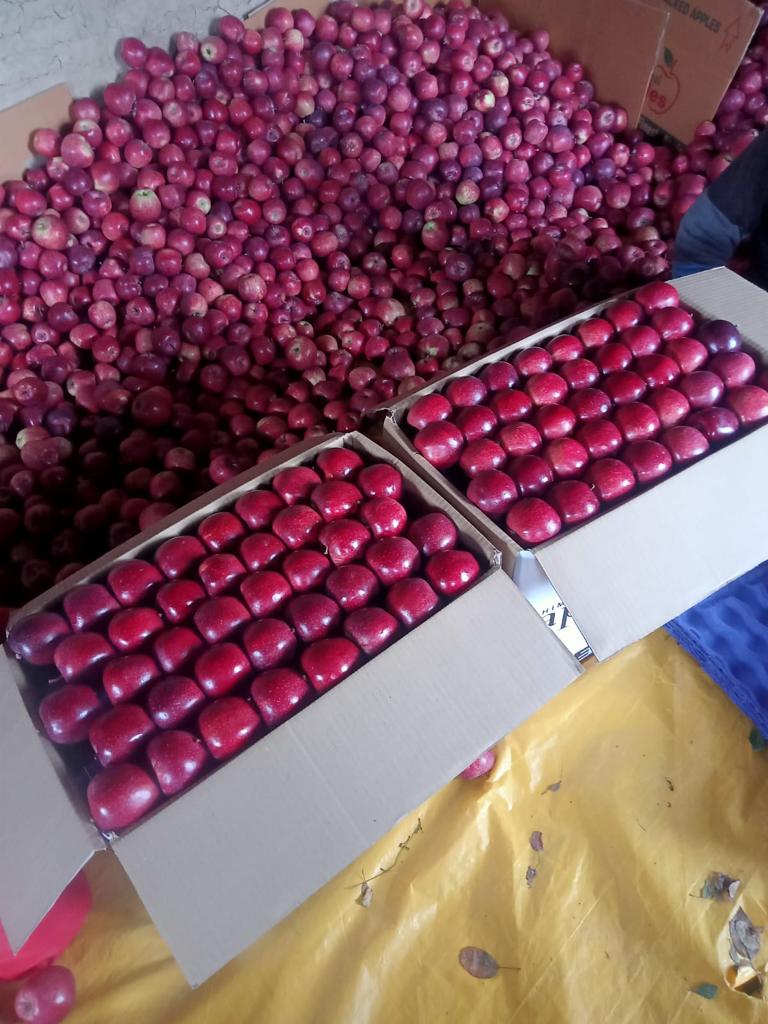 🍎 Royal Delicious Apples – Straight from Himachal’s Heart