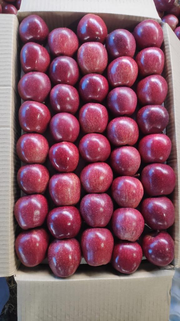 🍎 Royal Delicious Apples – Straight from Himachal’s Heart