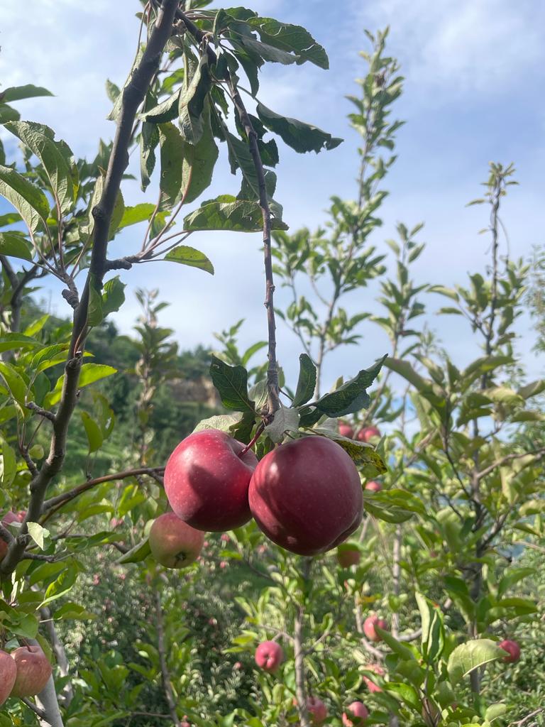 🍎 Royal Delicious Apples – Straight from Himachal’s Heart
