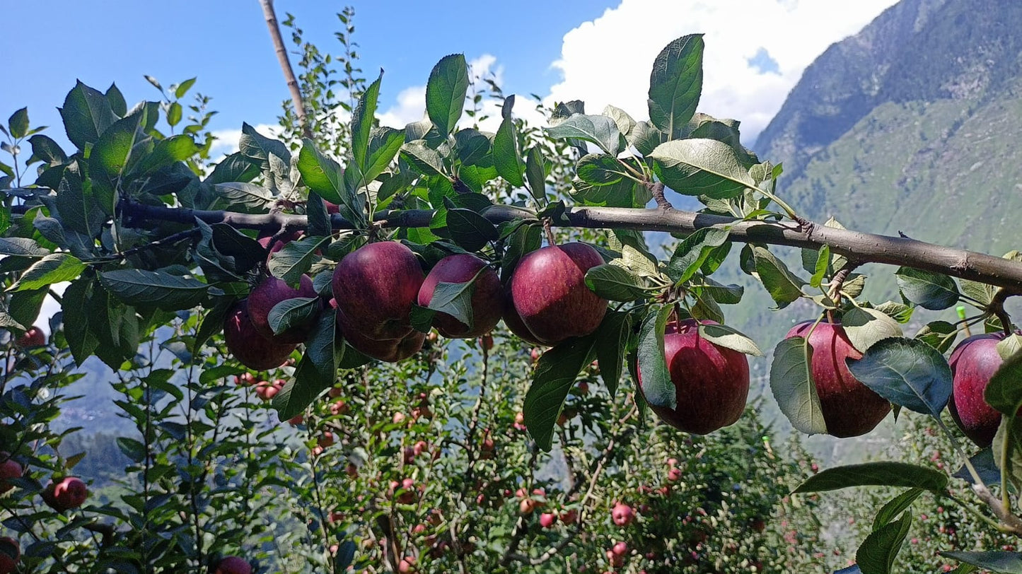 🍎 Royal Delicious Apples – Straight from Himachal’s Heart