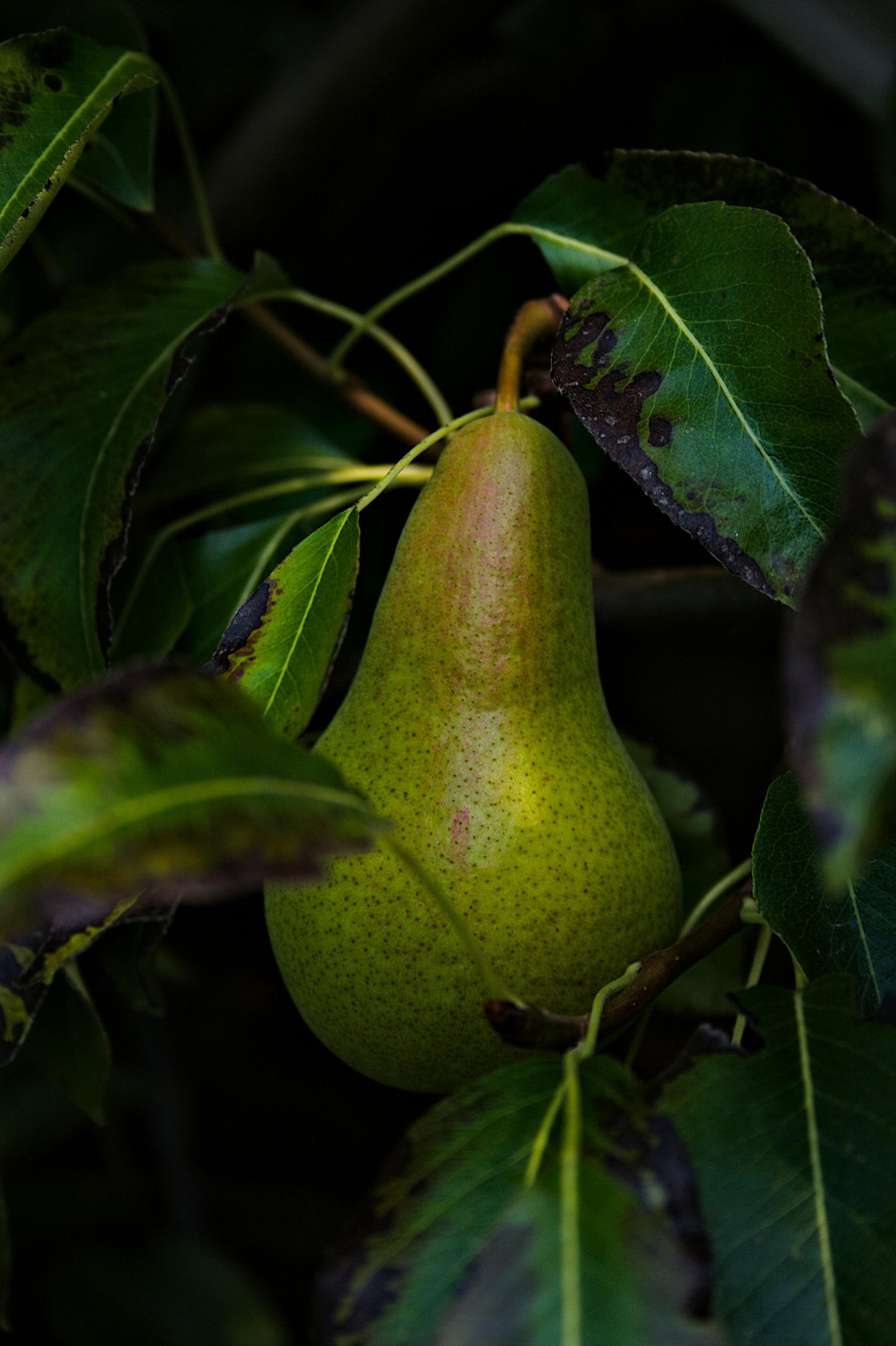 🍐 Tumba Pear