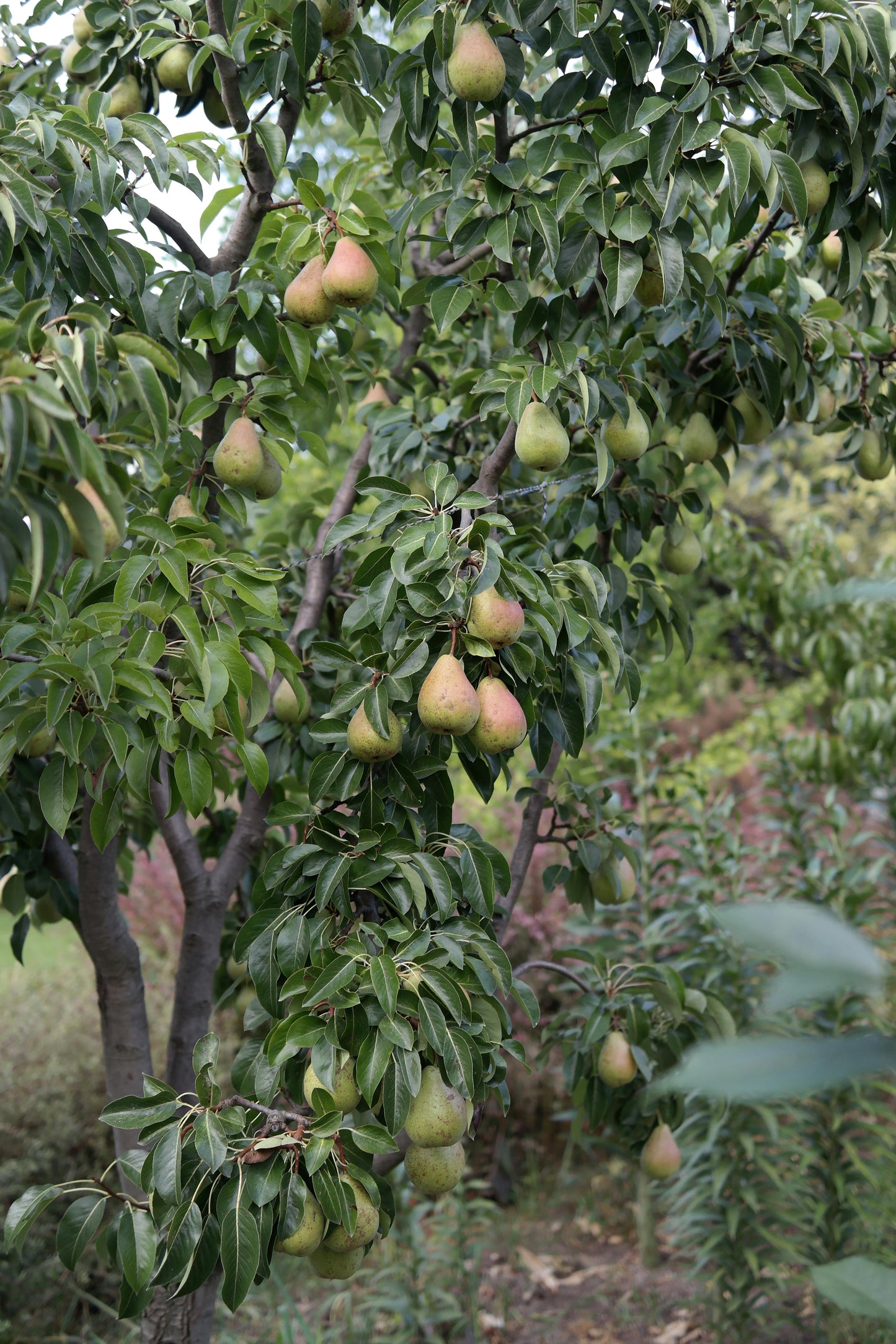 🍐 Tumba Pear