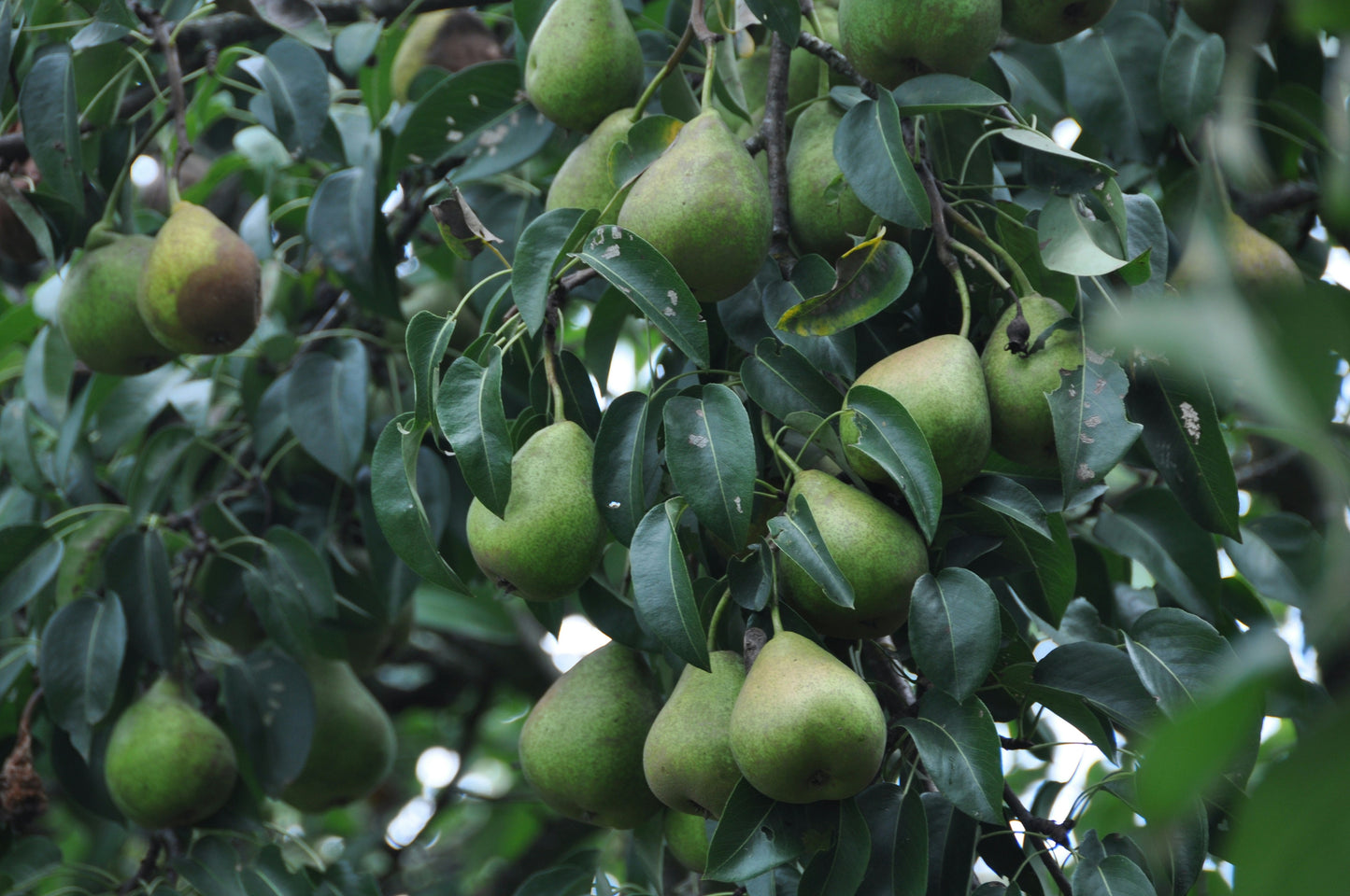 🍐 Tumba Pear