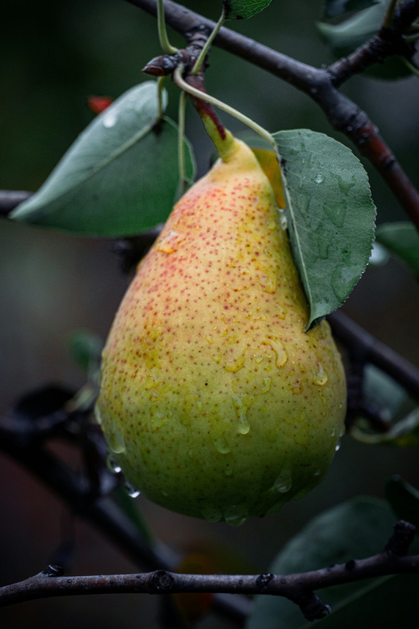 🍐 Tumba Pear