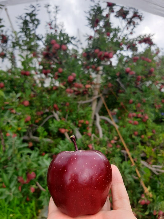 🍎 Royal Delicious Apples – Straight from Himachal’s Heart