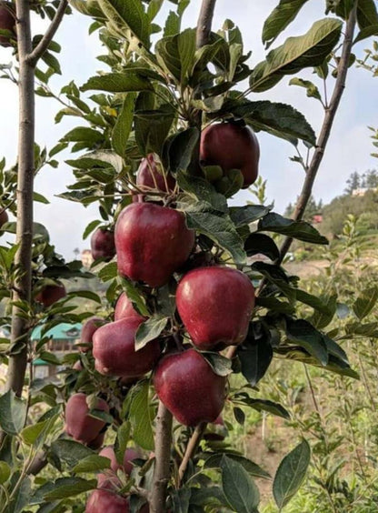 🍎 Royal Delicious Apples – Straight from Himachal’s Heart