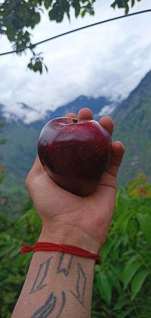 🍎 Red Delicious Apple – Naturally Grown, Crunchy & Sweet Box