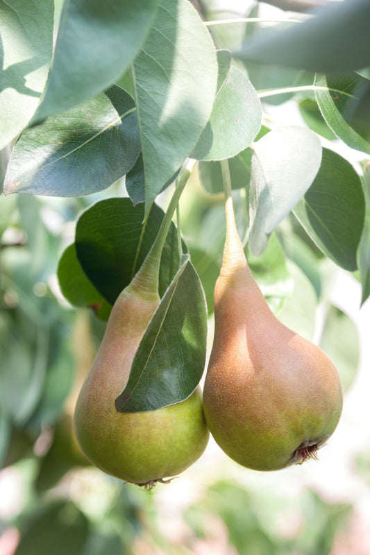 🍐 Tumba Pear