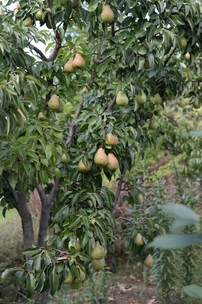🍐 Tumba Pear
